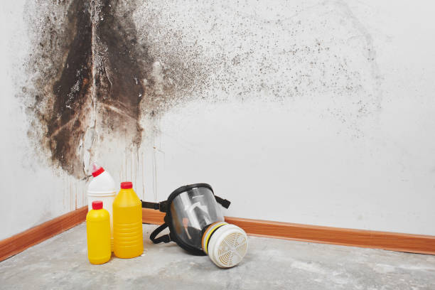 Home Mold Removal in College Park, MD