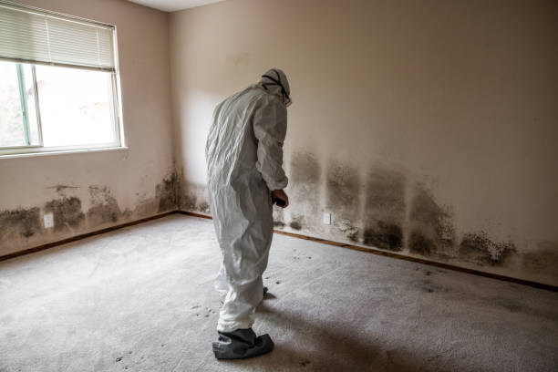 Best Toxic Mold Removal  in College Park, MD